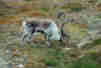alternativ text